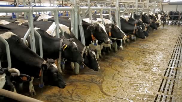 Ферма для разведения коров — стоковое видео
