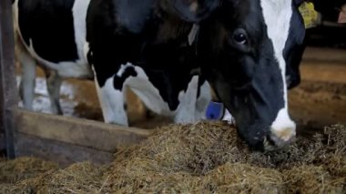 Bir inek saman yiyor
