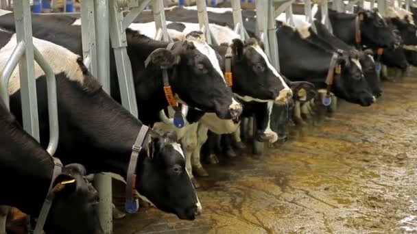 Granja para la cría de vacas — Vídeo de stock