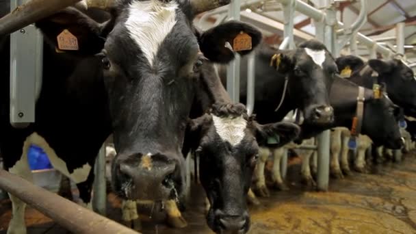 Kühe auf einem Bauernhof — Stockvideo