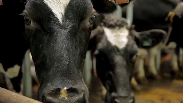Una mucca in una fattoria — Video Stock
