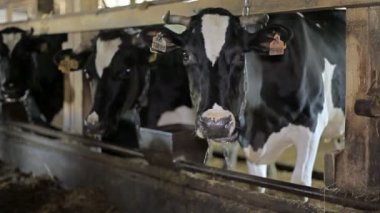 Çiftlikteki inekler