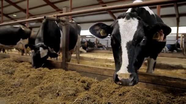 Krowy w gospodarstwie — Wideo stockowe