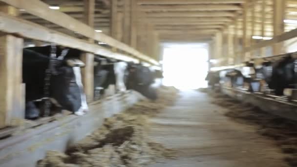 Boerderij voor het fokken van koeien — Stockvideo