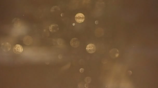 Ένα χρυσό φόντο της πτώσης χιονιού στις ακτίνες του ήλιου — Αρχείο Βίντεο