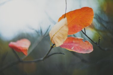  kırmızı yaprakları ağaçtan düşme