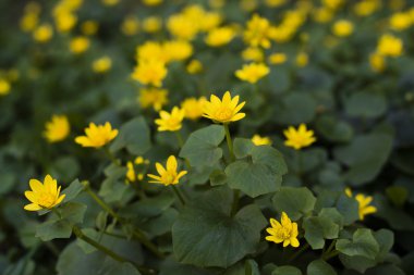 Sarı bahar çiçekleri