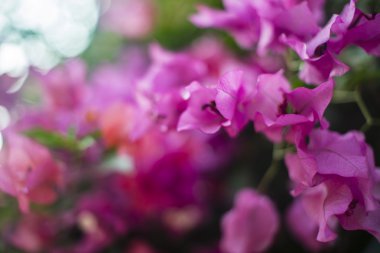 Pembe çiçekli ağaç