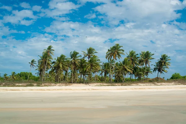 Kusten palm beach sand Royaltyfria Stockfoton