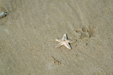 Deniz yıldızı deniz kumlu sahilde
