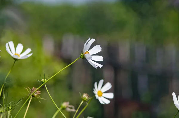 Daisy flowers in the wind — Stock Photo, Image