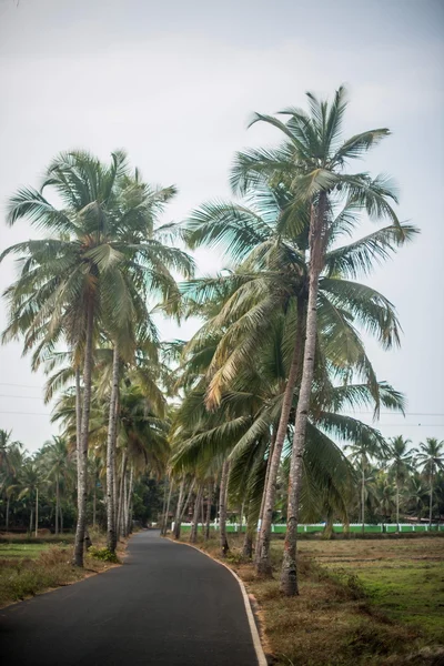 Palm trees along the road — Stock Photo, Image