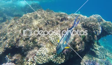 Kızıl denizde egzotik balıklar