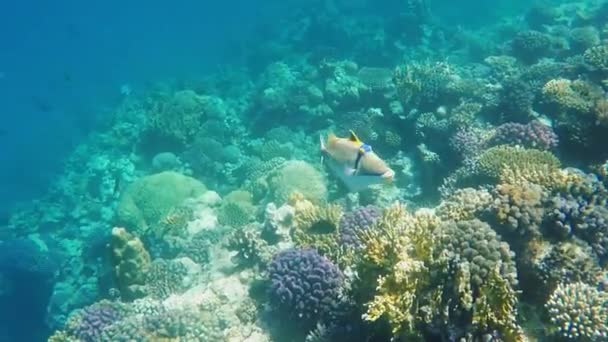 Red Sea, sualtı Picasso-triggerfish balık — Stok video