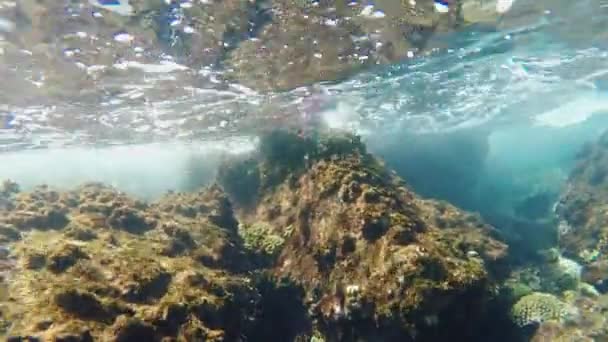 Surfen op het koraalrif, onderwater — Stockvideo