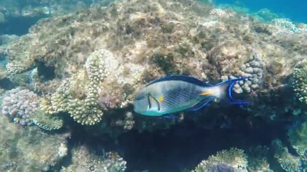 Peces exóticos en arrecife de coral — Vídeo de stock