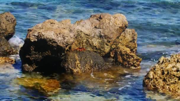 Brandung trifft die Felsen, Krabbe sitzt auf den Felsen — Stockvideo