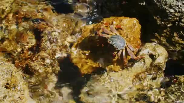 Gran cangrejo arrastrándose sobre las rocas, hay algo garras — Vídeos de Stock