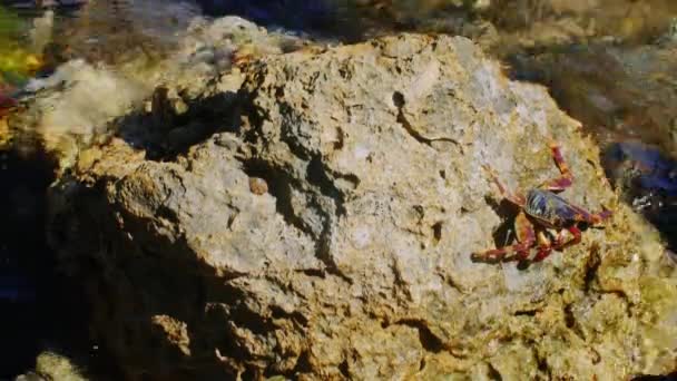 Kant sitter på en klippa vid kusten i Röda havet — Stockvideo