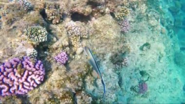 Red Sea zengin sualtı dünyası