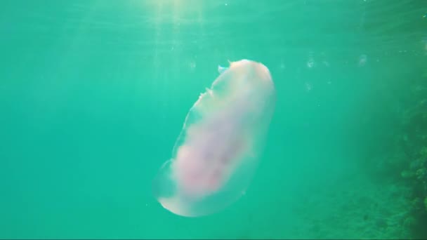 Jellyfish swims in the sun — Stock Video