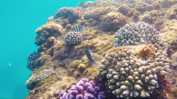 Swims over a coral reef in the Red Sea — Stock Video