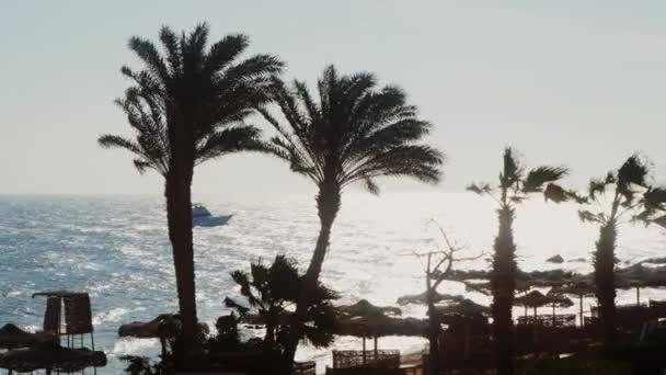 Paisaje tropical - siluetas de palmeras, flotadores de yates en el mar — Vídeos de Stock