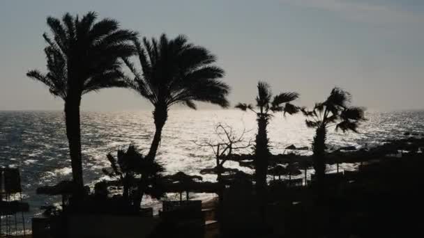 Silhouettes de palmiers sur fond de mer matinale — Video