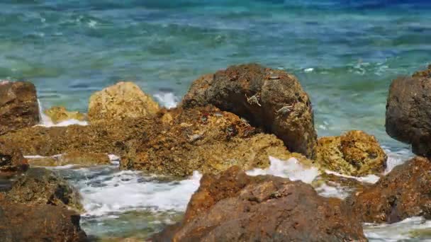 Rák napfényben sütkérező a sziklák, a sziklák törött hullámok — Stock videók