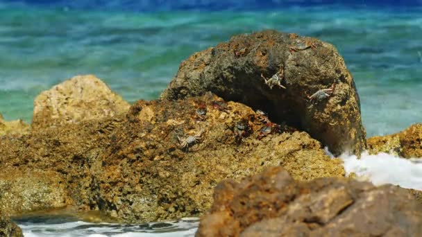 Des vagues de mer se brisent sur les rochers, un groupe de crabes assis sur la pierre — Video