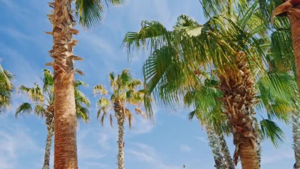 Tropische Palmen gegen den Himmel — Stockvideo