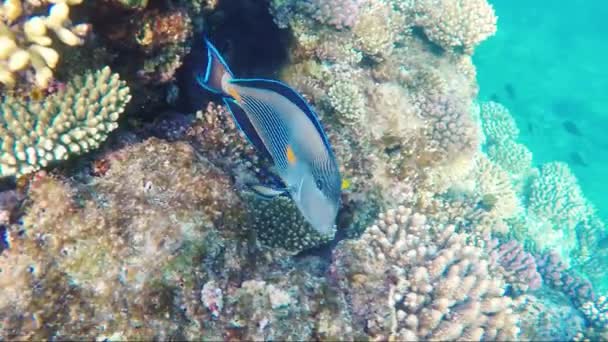 Exotische Fische schwimmen in der Nähe von Korallenriffen — Stockvideo