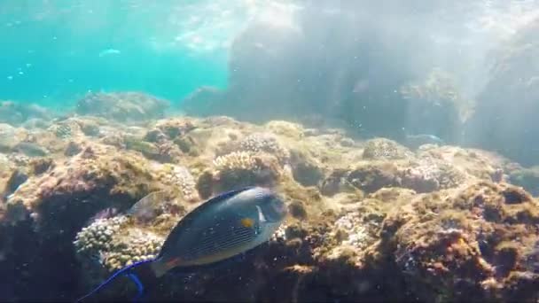 Рыбохирург плавает в волнах — стоковое видео