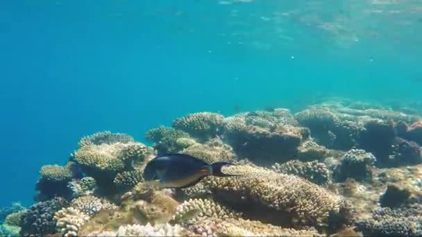Exotische vissen van de rode zee, koraal rif leven — Stockvideo