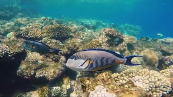 Gros plan sur les poissons chirurgiens nageant près des récifs coralliens — Video