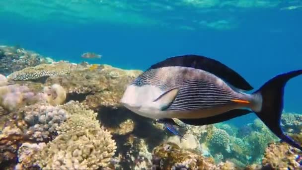 Close-up de peixes cirurgiões nadando em recifes de coral — Vídeo de Stock