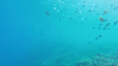 Red Sea sualtı dünyası
