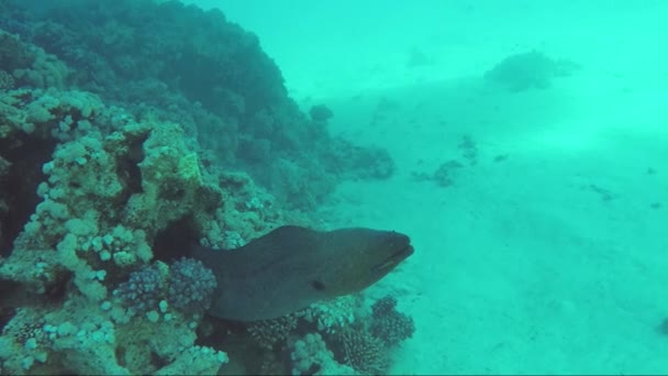 Morena gigante bajo el agua, limpia la boca pez satélite — Vídeo de stock