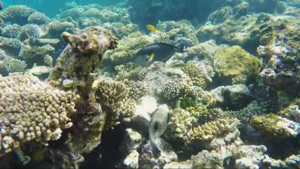 Peces exóticos del Mar Rojo: globo enmascarado — Vídeo de stock