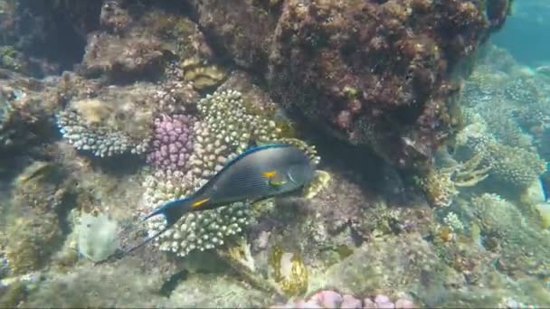 Exotischer Roter Meeresfisch Fisch-Chirurg — Stockvideo