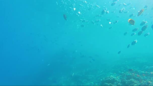 The underwater world of the Red Sea — Stock Video