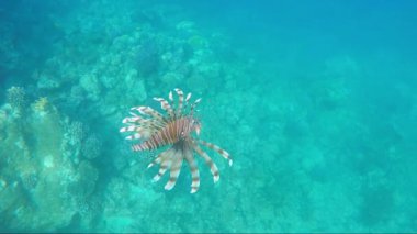 Red Sea - Pterois mil egzotik balık
