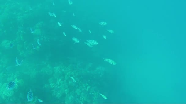 Una bandada de peces marinos — Vídeo de stock