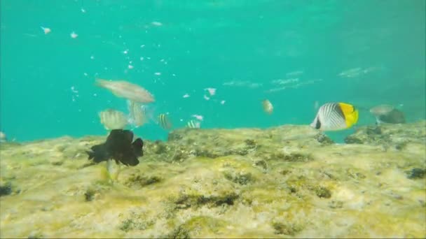 Etetés a hal a tenger — Stock videók