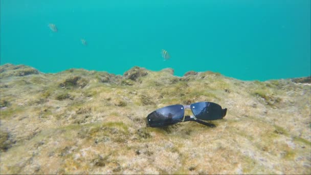 スイミングのエキゾチックな魚のまわりの海のベッドの上のサングラス — ストック動画