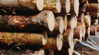 4 video dizi: açık havada saklanan birçok İnşaat kerestesi