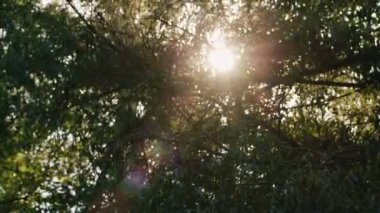 Bir ağaç dalları ile parlayan güneş ışınlarının