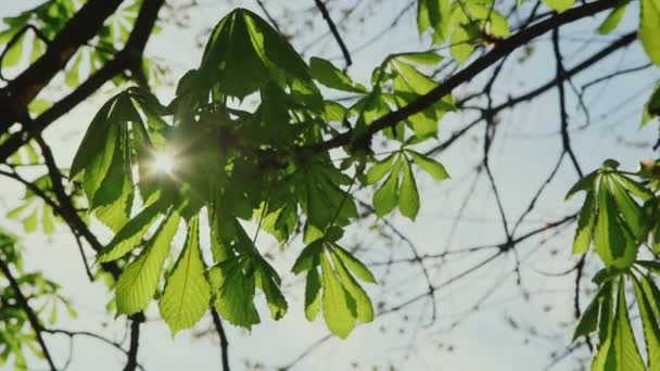 Sonnenstrahlen, die durch die Blätter der Kastanien scheinen — Stockvideo