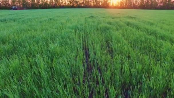 Volando sobre el campo de trigo al atardecer — Vídeos de Stock