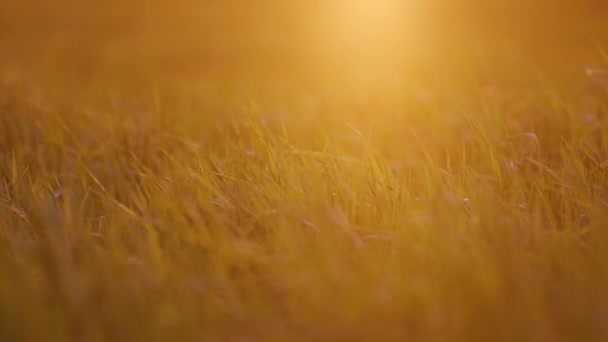 Blé jeune à la lumière du soleil couchant — Video